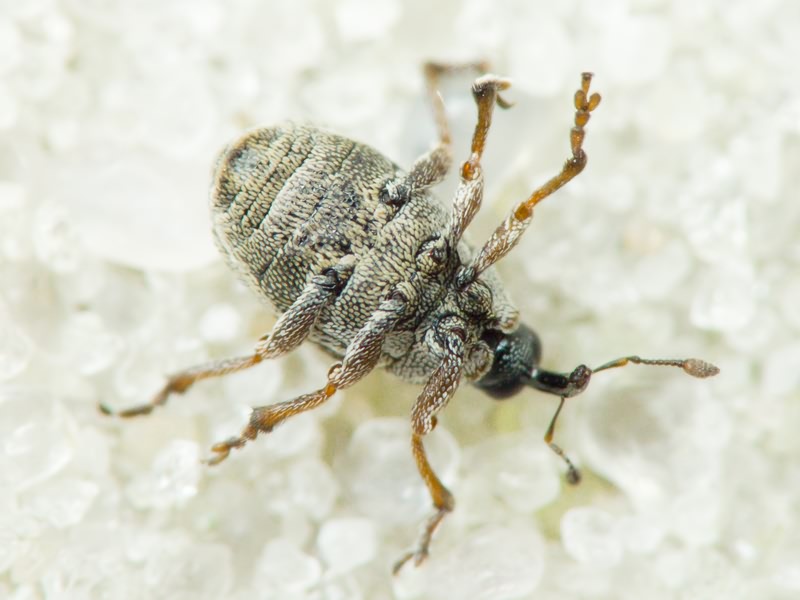 Oprohinus suturalis (Fabricius, 1775)